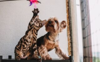 Hund og Katt: En Omfattende Guide til Dine Kjæledyr