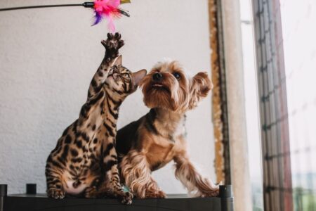 Hund og Katt: En Omfattende Guide til Dine Kjæledyr