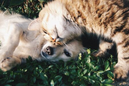Hund og Katt: En Uunngåelig Del av Våre Liv
